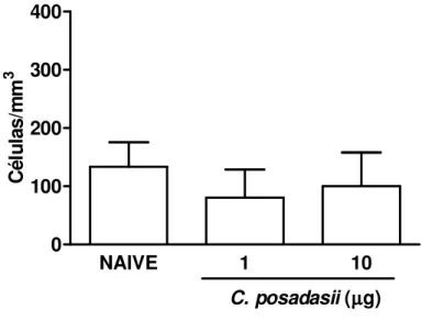 Figura  8-  Efeito  do  extrato  de  Coccidioides  posadasii  administrado  por  via  intra- intra-articular  sobre  o  influxo  celular  em  camundongos  naive