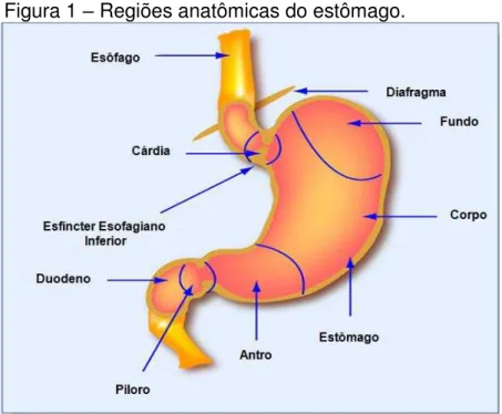 Figura 1  –  Regiões anatômicas do estômago. 
