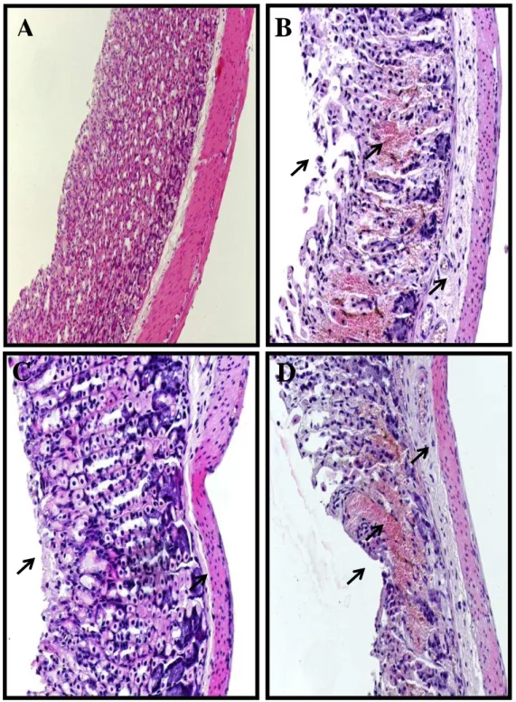 Figura  12  -  Fotomicrografias  da  mucosa  gástrica  de  camundongos  tratados  com  salina,  nitrosil-rutênio (Rut-NO) ou ODQ no modelo de gastropatia por etanol.