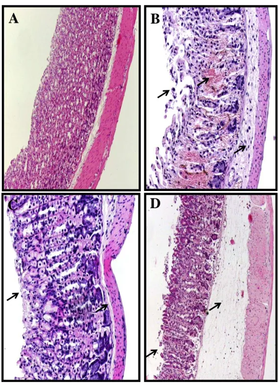 Figura  16  -  Fotomicrografias  da  mucosa  gástrica  de  camundongos  tratados  com  salina,  nitrosil-rutênio (Rut-NO) ou Glibenclamida no modelo de gastropatia por etanol.