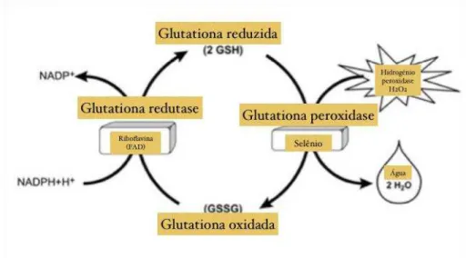 Figura  3  –   Ação  das  Glutationas  Glutationa  reduzida,  glutationa  peroxidase,  glutationa  oxidada, glutationa redutase