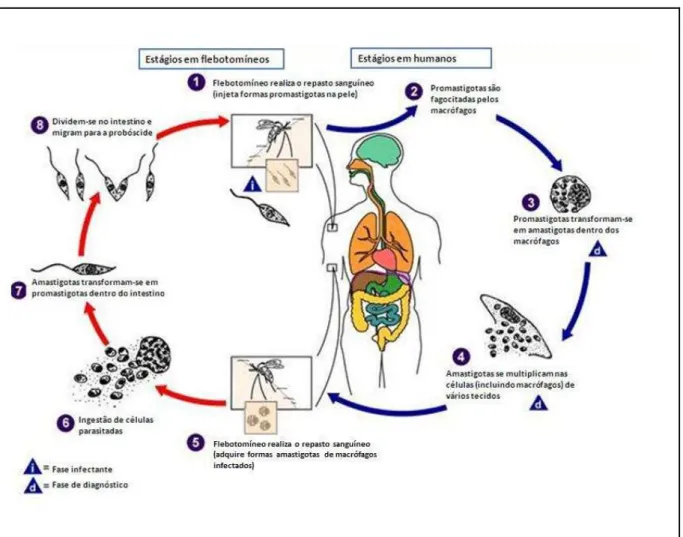 Figura 1 - Ciclo de vida de  Leishmania spp. 