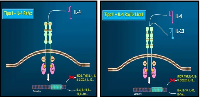 FIGURA 7. Subtipos do receptor da interleucina- 4 (IL-4) 