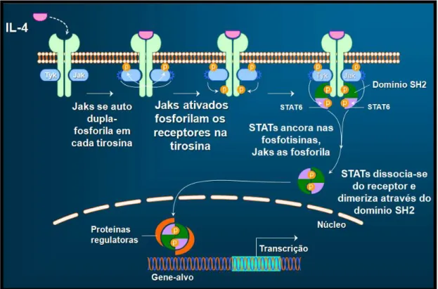 FIGURA 8. Esquema da ativação do receptor de interleucina- 4 (IL- 4) através das Jak  quinases e STAT6
