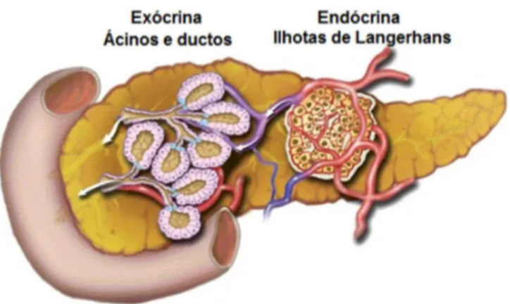 Figura 1 – O pâncreas exócrino e endócrino 