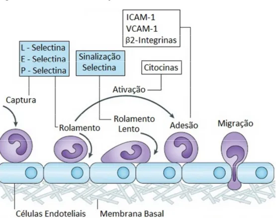 Figura 4 - Processo de interação leucócito-endotélio 