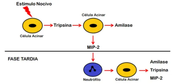 Figura 5 – Curso temporal da ativação de células acinares e o papel regulatório dos  neutrófilos sobre a ativação do tripsinogênio 