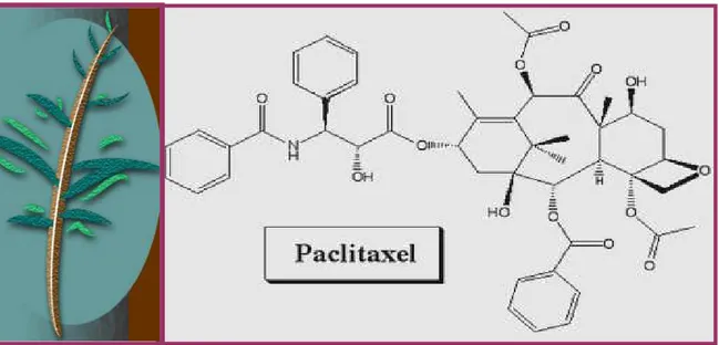 ILUSTRAÇÃO 4. Fórmula química do paclitaxel  