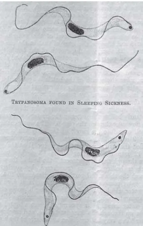Figura 7: Tripanossoma identificado por Aldo Castellani (1903a, p.205)