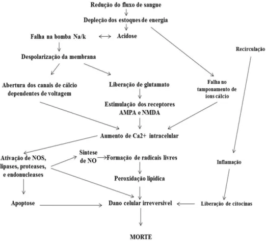 Figura 2. Cascata neurotóxica na isquemia e na recirculação.  