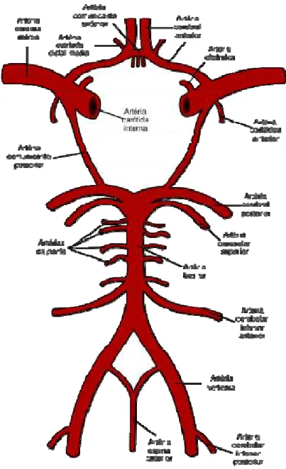 Figura 3 - Localização das artérias vertebrais e artérias carótidas internas e sua comunicação através do  polígono de Willis 