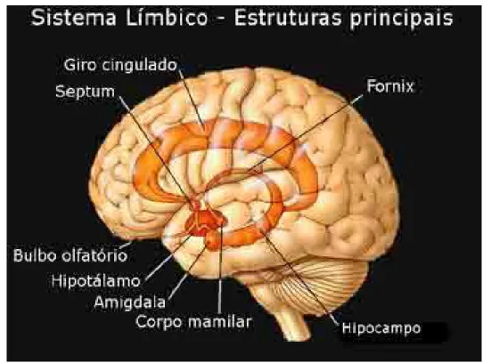 Figura 5 - Representação do Sistema Límbico (em laranja), grupo de estruturas que inclui hipotálamo, tálamo,  amígdala, hipocampo, corpos mamilares e o giro do cíngulo