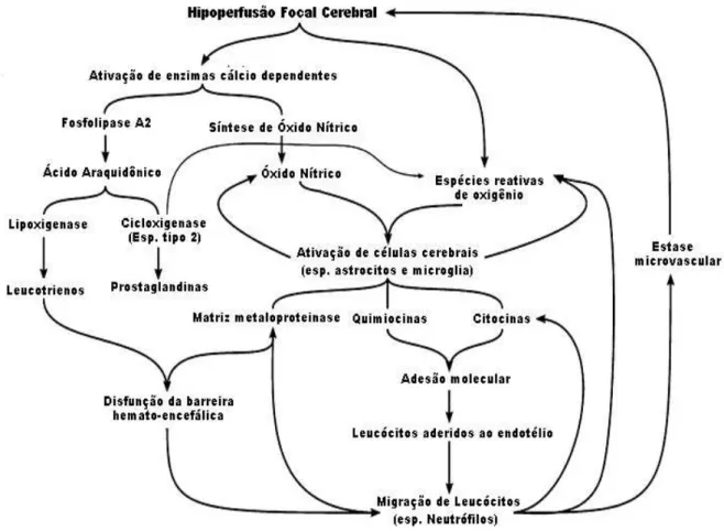 Figura 03 – Resposta inflamatória após isquemia cerebral focal. (Adaptada de  BROUNS, DEYNN, 2009.) 