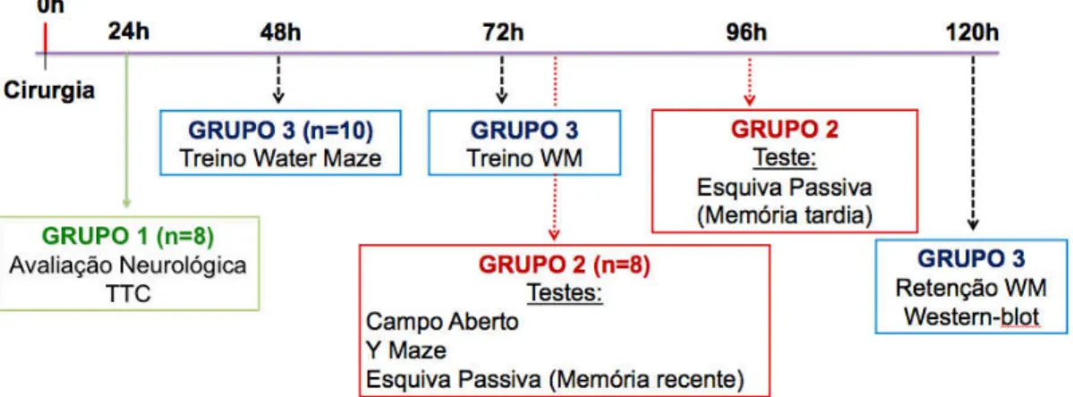 Tabela 01 – Grupos de tratamento. 