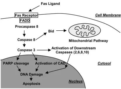 Figura 5 - Via da apoptose mediada por receptor de morte. 