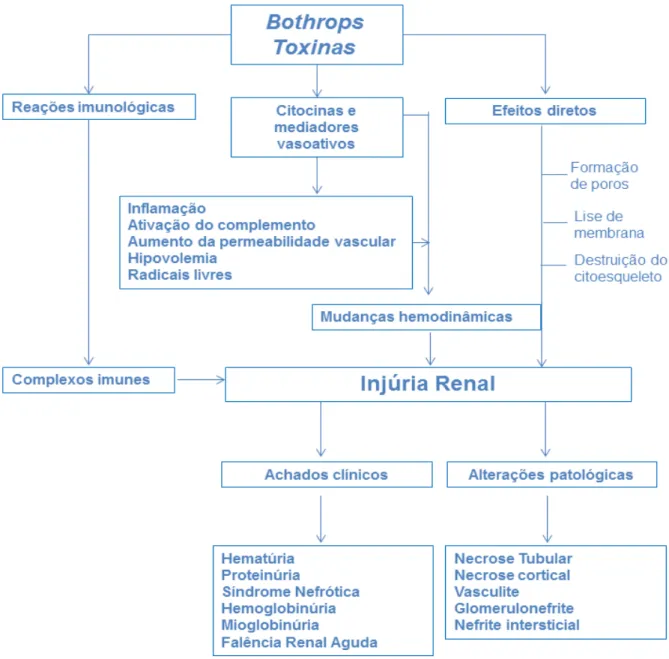Figura  4:  Fisiopatologia  dos  efeitos  renais  induzidos  pelo  veneno  botrópico  e  suas  toxinas