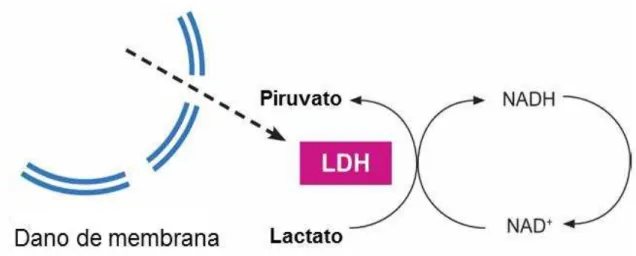 Figura 8: Esquema do ensaio de LDH: A LDH catalisa a redução do piruvato pelo NADH, que é  convertido  em  lactato,  transformando  o  NADH  em  NAD