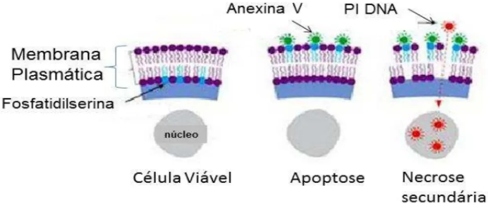 Figura 9: Esquema do ensaio de marcação com  Anexina  V/IP: A anexina  V tem uma grande  afinidade  por  fosfatidilserina,  tal  característica  pode  ser  utilizada  para  identificar  células  apoptóticas