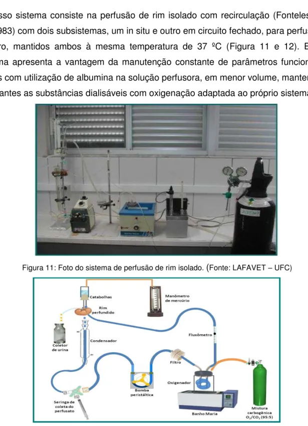 Figura 12 : Desenho esquemático do sistema de perfusão de rim isolado.  (Fonte: LAFAVET  – UFC)