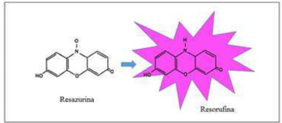 Figura  9.  Reação  química  da  redução  do  composto  Resazurina  para  Resorufina. Fonte: Wang et al., 2014