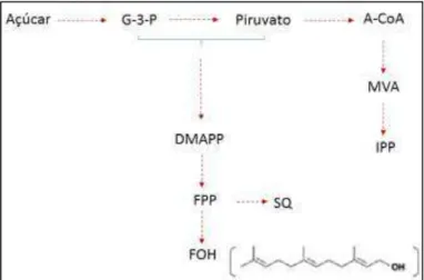 Figura 10. Formação do farnesol através da desfosforilação pela enzima farnesil pirofosfatase (FPP) em E