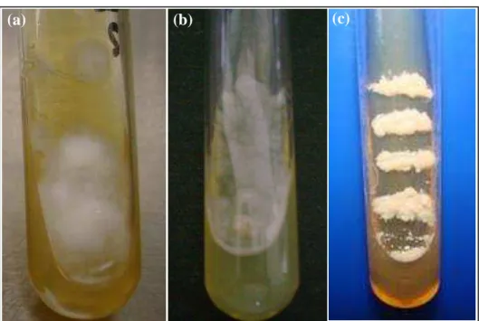 Figura 5 - (a) Cultura de H. capsulatum na fase filamentosa obtida em ágar Sabouraud  dextrose contendo cloranfenicol e cicloheximida; (b) Cultura de H