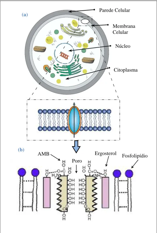 Figura  8  –   (a)  Mecanismo  de  ação  da  anfotericina  B,  (b)  Formação  de  poro  pela  interação entre a droga e o ergosterol da membrana celular dos fungos
