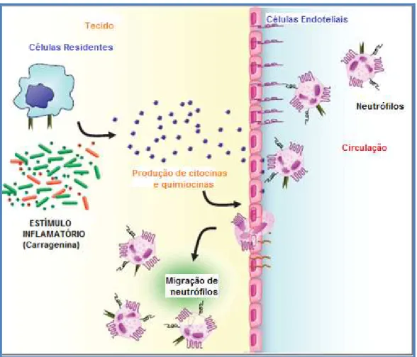 FIGURA 1- Migração de neutrófilos para o sítio inflamatório em resposta a  estímulo quimiotático 