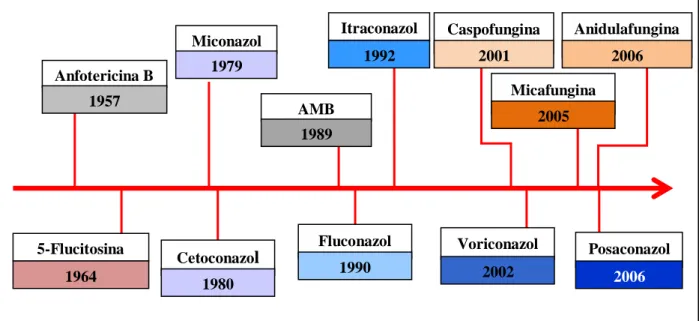 Figura 1 - Evolução histórica das principais drogas antifúngicas empregadas na terapia das micoses sistêmicas e  seus  respectivos  anos  de  aprovação  pelo  Food  and  Drug  Administration   (FDA,  USA)
