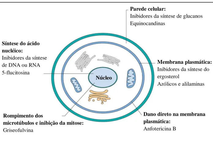 Figura 2 – Mecanismo de ação dos principais fármacos antifúngicos atuais com seus respectivos alvos moleculares  na célula fúngica