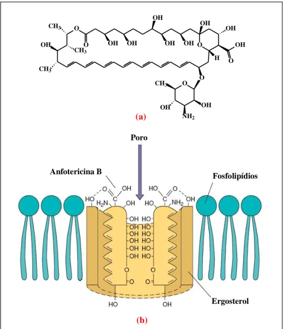 Figura  3  –  (a)  Estrutura  química  da  droga  antifúngica  Anfotericina  B  (b)  Mecanismo  de  ação  da  anfotericina  B:  formação  de  poro  pela  interação  entre  a  droga  e  o  ergosterol  da  membrana celular dos fungos