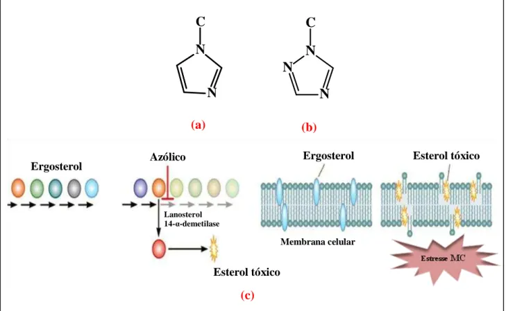 Figura 4 - (a) Estrutura química geral dos derivados azólicos imidazólicos; (b) Estrutura química geral dos derivados  azólicos triazólicos; (c) Interferência na síntese do ergosterol por efeito dos derivados azólicos, bloqueio da atividade  das  enzimas  