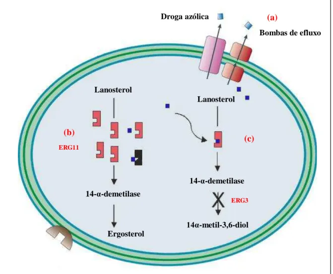 Figura  5  –  Principais  mecanismos  de  resistência  dos  derivados  azólicos.  (a)  superexpressão  de  genes  que  codificam as proteínas de efluxo de drogas; (b) alterações na enzima-alvo lanosterol-14-α-demetilase mediada  pelos  genes  ERG11 ;  (c) 