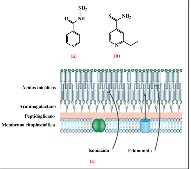 Figura  8  -  (a)  Estrutura  química  das  drogas  antituberculose  isoniazida  e  (b)  etionamida;  (c)  Esquema  simplificado  da  membrana  citoplasmática  de  Mycobacterium  tuberculosis ,  demonstrando  os  sítios  alvos  das drogas isoniazida e etio