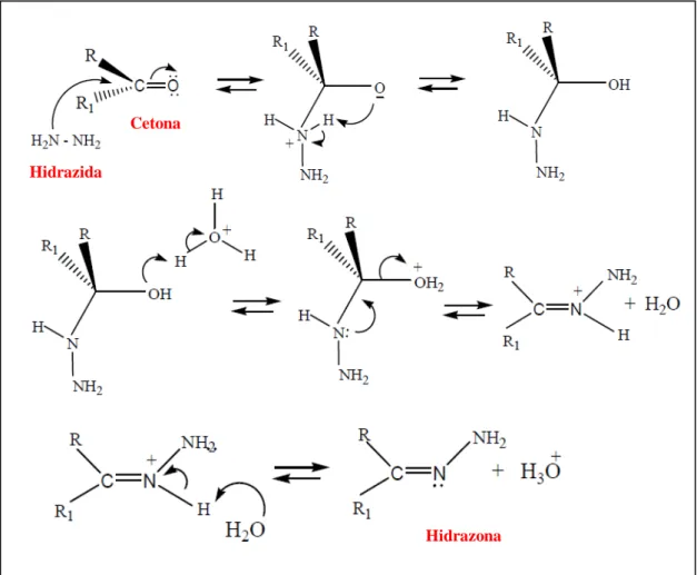 Figura 9  -  Reação  de  formação  entre  uma  cetona  e  uma hidrazida,  catalisada  pela  presença  de  uma  base com a desidratação do intermediário tetraédrico, desprotonação do nitrogênio com a eliminação  do íon hidroxônio (H 3 O + )