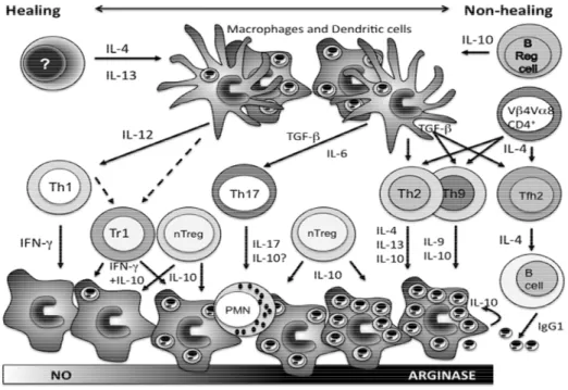 Figura 4:  Mecanismos que influenciam a expansão de diferentes células TCD4 +  como parte da resposta imunológica adaptativa à infecção por Leishmania major 
