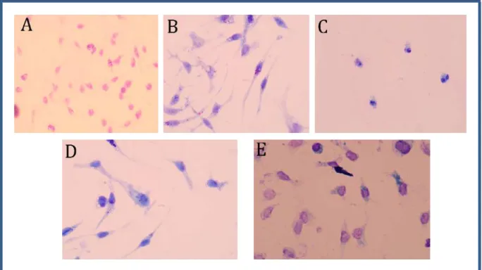 Figura 5. Fotomicrografia de macrófagos murinos infectados com Leishmania  braziliensis resistente ao antimônio e tratados com CXCL10