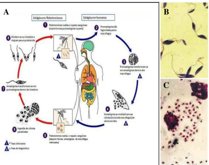 Figura 1  –  Ciclo de vida de Leishmania spp. (A) e as formas evolutivas promastigotas (B) e  amastigotas (C)