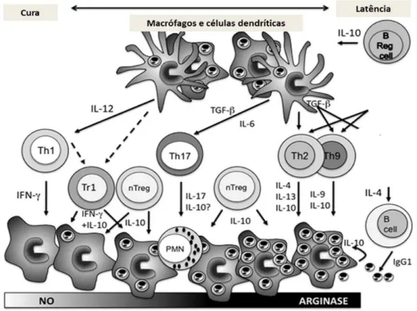 Figura 2  –  Mecanismos que influenciam a expansão de diferentes subpopulações de células T  CD4 +  como parte da resposta imunológica adaptativa à infecção por Leishmania major
