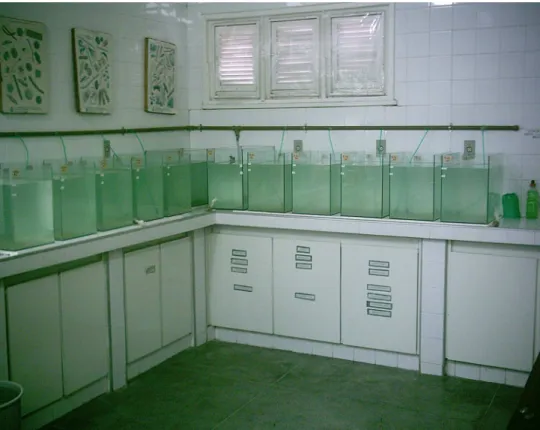Figura 3. Vista completa dos aquários utilizados neste  experimento. 