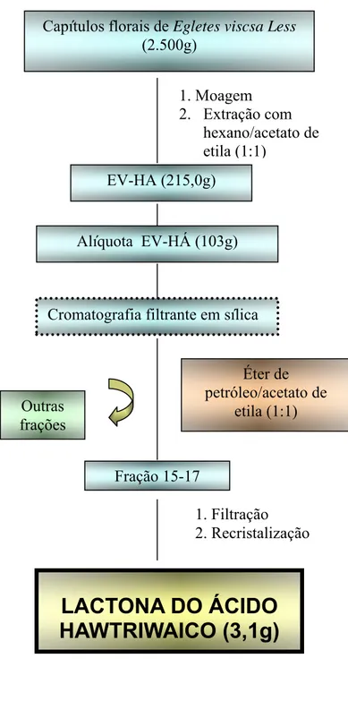 Figura 8: Método de obtenção da lactona do ácido hawtriwaico. 