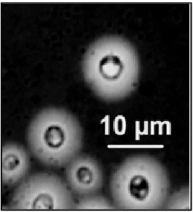 Figura 4. Microscopia óptica de diferentes células de Cryptococcus sp., em coloração com nigrosina, com  presença de cápsula polissacarídica