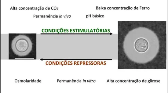 Figura  6.  Principais  condições  que  afetam  o  desenvolvimento  da  cápsula  de  Cryptococcus