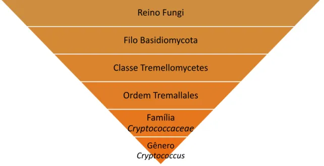 Figura 1 - Taxonomia do gênero  Cryptococcus 