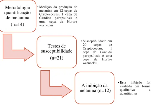 Figura 9 -  Organograma das principais etapas experimentais do estudo 
