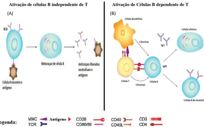 Figura 1 - Ativação de células B: independente (A) e dependente (B) de células T  (MOSER; LEO, 2010)