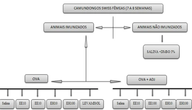 Figura 9 - Fluxograma geral do protocolo de imunomodulação 