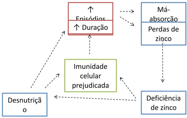 Figura 5 - Interações entre desnutrição, diarreia e deficiência de zinco.  