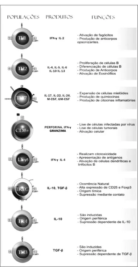 Figura  06.  Características  gerais  das  células  T  com  destaque  para  os  linfócitos  T  auxiliares  (subtipos  Th 1   e  Th 2 ),  células  Th 17 ,  linfócitos  T  citolíticos,  linfócitos  T   e  células  T  reguladoras naturais (TREGs) e induzidas 