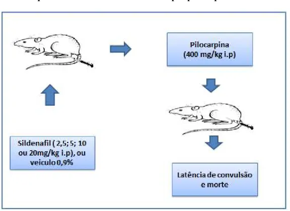 Figura 3  –  Esquema do teste convulsão induzida por pilocarpina 